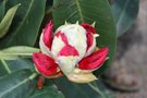 vignette 3)rhododendron markeeta's prize