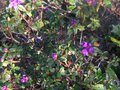 vignette Rhododendron Blue Tit au 12 04 10