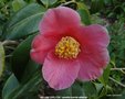 vignette Camlia ' WILLIAM CARLYON ' camellia hybride williamsii
