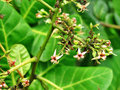 vignette Anacardiaceae - Pommier de Cajou
