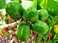 vignette Anacardiaceae - Prune d'Espagne -