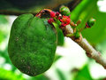 vignette Anacardiaceae - Prune d'Espagne -