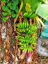 vignette Musaceae - Bananier - Musa acuminata