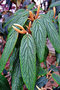 vignette Caprifoliaceae - Viorne persistante - Viburnum rhytidophyllum