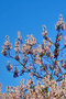 vignette Scrophulariaceae - Arbre Imprial - Paulownia tomentosa