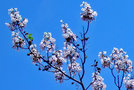 vignette Scrophulariaceae - Arbre Imprial - Paulownia tomentosa