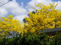vignette Tabebuia heterophylla :poirier-pays jaune dit 