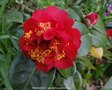 vignette Camlia ' RENDEZVOUS ' camellia hybride williamsii