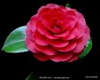 vignette Camlia ' ROGER  HALL ' camellia japonica