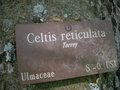 vignette Celtis reticulata