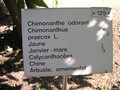 vignette Chimonanthus praecox - Chimonanthe odorant