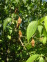 vignette Chimonanthus praecox - Chimonanthe odorant