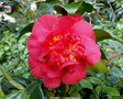 vignette Camlia ' SATURNIA ' camellia japonica ? varit  confirmer