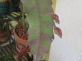 vignette Epiphyllum honey dew