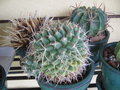 vignette cactus inconnu