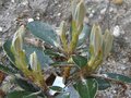 vignette Rhododendron Flinckii est ses pousses blanches au 13 04 10