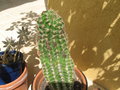vignette cactus inconnu