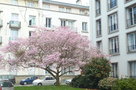 vignette Prunus subhirtella - Cerisier