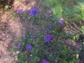 vignette Rhododendron Blue Tit au 13 04 10