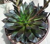 vignette Echeveria 'Black Prince'