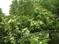 vignette Cornus capitata