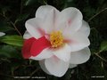 vignette Camlia ' LADY VANSITTART ' camellia japonica