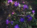 vignette Rhododendron Blue Tit au 15 04 10