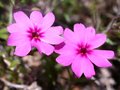 vignette phlox petra