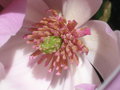 vignette Magnolia liliiflora 'Jane'