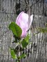 vignette Magnolia liliiflora 'Jane'