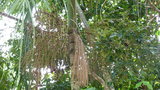 vignette palmier Euterpe edulis manchon et infrutescence
