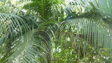 vignette palmier Euterpe edulis couronne