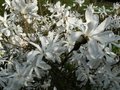 vignette Magnolia stellata