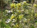 vignette Mahonia aquifolium