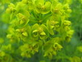 vignette Euphorbia cyparissias