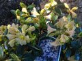 vignette Rhododendron Alison Johnstone au 16 04 10