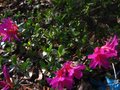 vignette Azalea japonica rose mauve au 16 04 10
