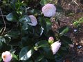 vignette Camellia japonica Dsire au 16 04 10