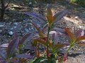 vignette Rhododendron Genesterianum aux magnifiques pousses roses gros plan au 16 04 10