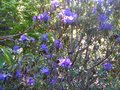 vignette Rhododendron Augustini Hillier's dark form autre vue au 16 04 10