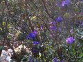 vignette Rhododendron Augustinii Hillier's dark form au 15 04 10