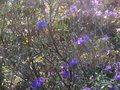 vignette Rhododendron augustinii Hillier's dark form autre vue au 15 04 10