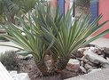 vignette yucca gloriosa panach (un peu tach aprs l'hiver!)