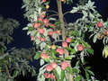 vignette Cornus Capitata ( fruits )