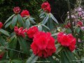 vignette Rhododendron 'Grace Seabrook' (Seabrook)