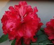 vignette Rhododendron 'Grace Seabrook' (Seabrook)