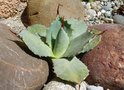 vignette Agave parryii truncata