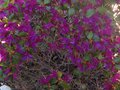 vignette Rhododendron Concinnum pseudoyanthinum magnifiquement pourpre au 17 04 10