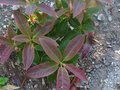 vignette Rhododendron Genesterianum et ses magnifiques pousses au 17 04 10