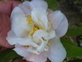 vignette Camellia Scentuous toujours la et parfum au 17 04 10